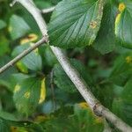 Crataegus punctata Corteza