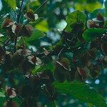 Combretum micranthum Frucht
