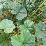 Malva pusilla Leaf