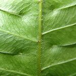 Pteris hamulosa Leaf