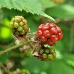 Rubus pruinosus Fruit