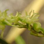 Angraecopsis tridens Blomst