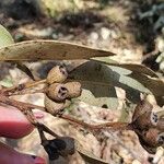 Eucalyptus robusta Фрукт