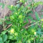 Potentilla norvegica Kvet