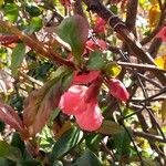 Chaenomeles japonica Çiçek