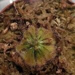 Drosera capillaris পাতা