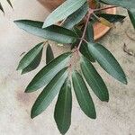 Cunonia capensis Hoja