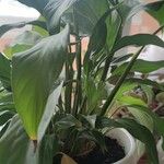 Spathiphyllum floribundum 形態