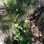 Fourraea alpina Habitus