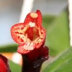 Kohleria spicata Fleur