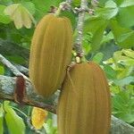 Ceiba pentandra 果實