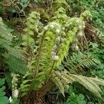 Dryopteris fragrans Листок