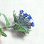 Alkanna tinctoria 花