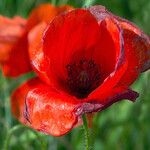 Papaver rhoeas Цвят