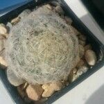 Mammillaria plumosaLiść