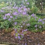 Rhododendron augustinii Flor