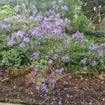 Rhododendron augustinii Flower