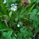 Euphrasia officinalis Fiore