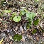 Adiantum reniforme Vivejo