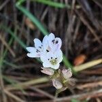 Brimeura fastigiata 花