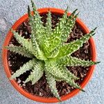 Aloe humilis Hábito