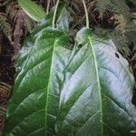 Macaranga corymbosa Hoja