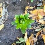 Lilium bulbiferum Leaf