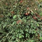 Cotoneaster lacteus Alkat (teljes növény)