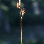 Carex liparocarpos Fruit