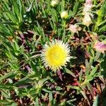 Carpobrotus edulisCvet