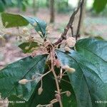 Sterculia rubiginosa Kvet