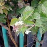 Rubus pruinosusΛουλούδι