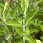 Ruellia humilis Folla