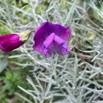 Lathyrus odoratus 花