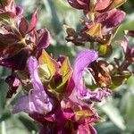 Salvia canariensis Floare