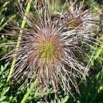 Pulsatilla alpina Froito