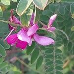 Indigofera tinctoria 花