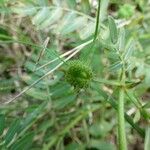 Tribulus cistoides Плод