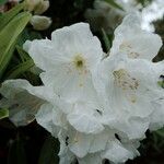 Rhododendron decorum Flor