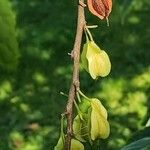 Halesia carolina Plod