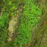 Sibthorpia europaea Leaf