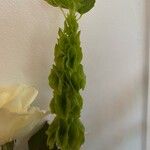 Moluccella laevis Blomma