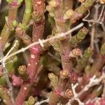 Sarcocornia fruticosa 樹皮