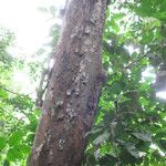 Pterocarpus soyauxii Kéreg/szár