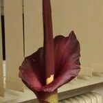 Amorphophallus konjac Flower