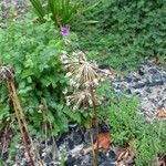Allium angulosum Frukto