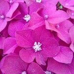 Hydrangea macrophyllaЦвят