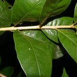 Amphitecna gentryi Hoja
