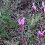 Lavandula pedunculata Flor