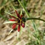 Tragopogon crocifolius Õis